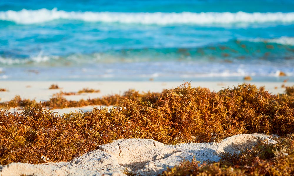 Sargassum on beach