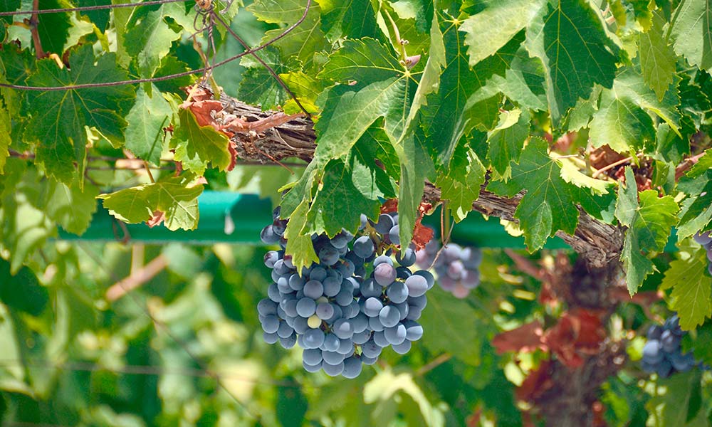 Malaga red grapes