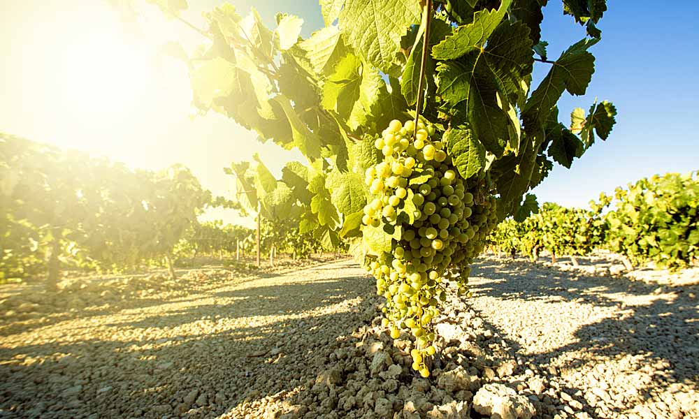 Wine tourism Malaga