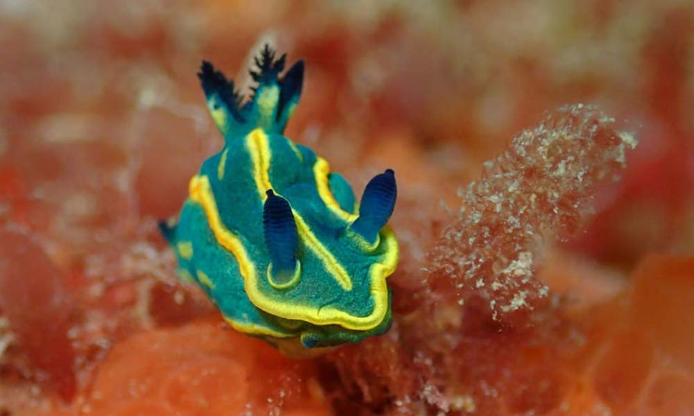 Marbella facts - Sea slug