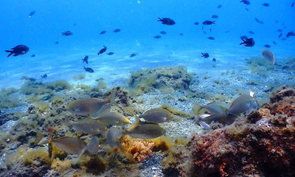 Diving Marbella