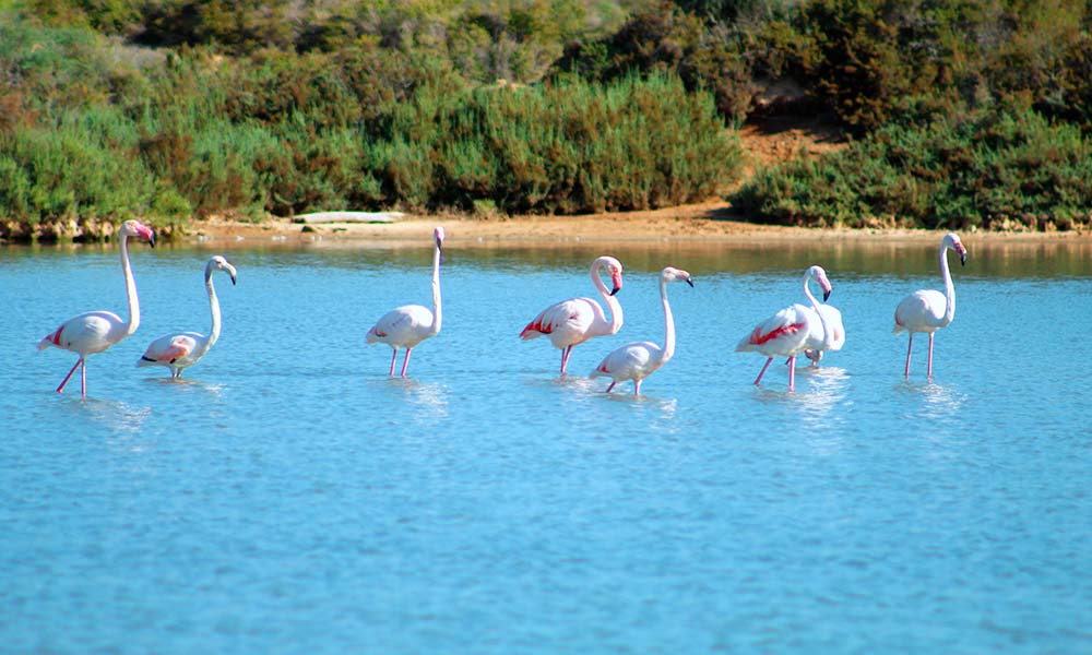 Ses Salines natural park Ibiza
