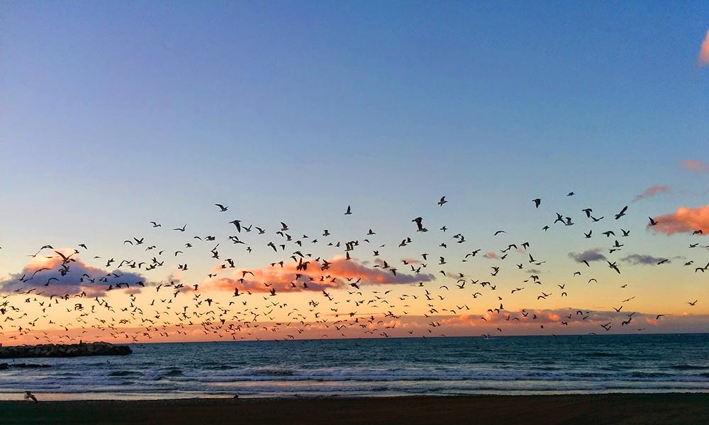 things to see and do in Marbella - Recreate a scene from Alfred Hitchcock's The Birds