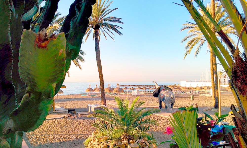 See an elephant on the beach