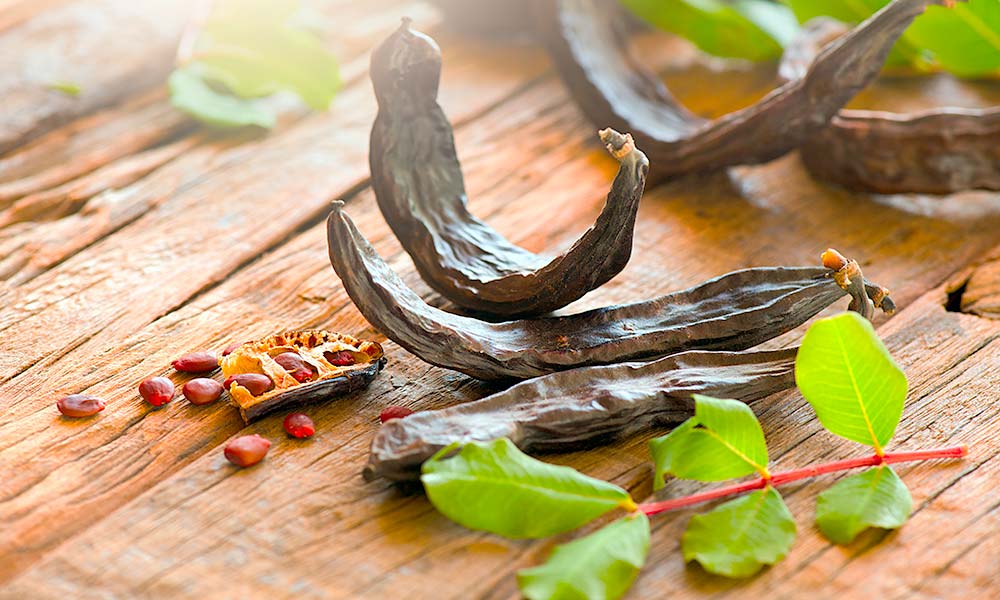  Ibizan carob tree