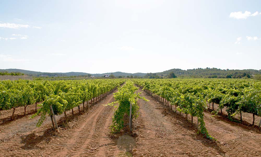 wine tourism in Ibiza