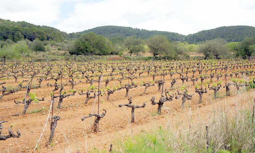 wine tourism in Ibiza