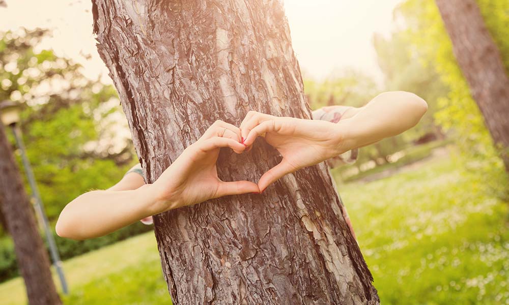 Alternative wellness experiences, forest bathing