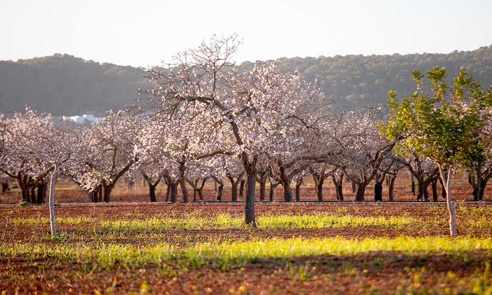 Santa Agnes almond blossom